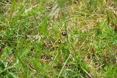 Ophrys sphegodes