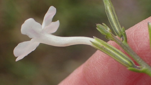 Image of Chascanum cuneifolium by (c) Nicola van Berkel, some rights reserved (CC BY-SA)