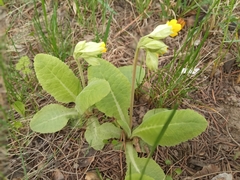 Primula veris