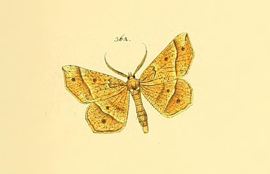 Euchlaena aniliaria