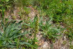 Orchis anthropophora