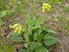 Primula veris
