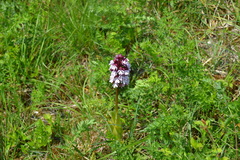 Orchis purpurea