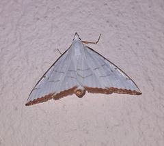 Ramila acciusalis