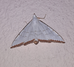 Ramila acciusalis
