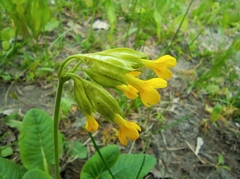 Primula veris