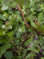 Stellaria media