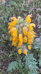 Phlomoides speciosa