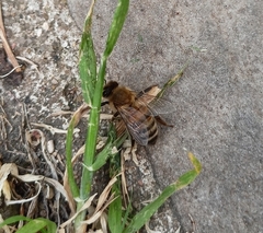 Apis mellifera