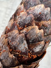 Truncatella conorum-piceae