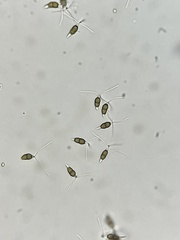 Truncatella conorum-piceae