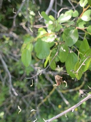 Gibbaranea bituberculata