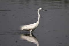 Ardea alba
