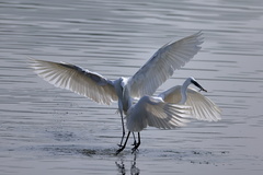 Ardea alba