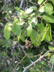 Gibbaranea bituberculata