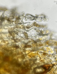 Truncatella conorum-piceae