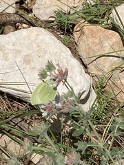 Gonepteryx rhamni