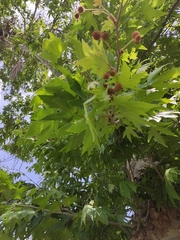 Platanus orientalis