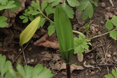 Veratrum grandiflorum