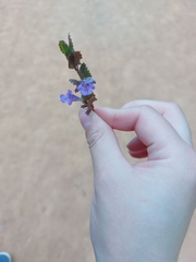 Glechoma hederacea