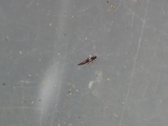 Echinothrips americanus