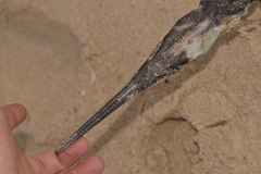 Tylosurus gavialoides