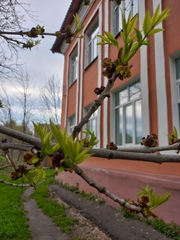 Fraxinus pennsylvanica
