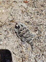 Phrynosoma blainvillii