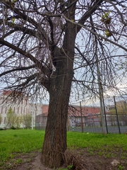 Fraxinus pennsylvanica