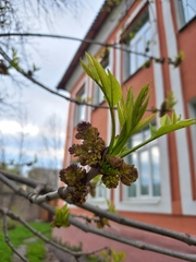 Fraxinus pennsylvanica