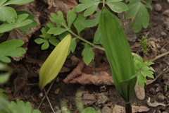 Veratrum grandiflorum