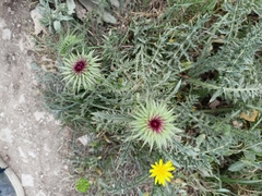 Carduinae