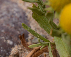 Helenium atacamense