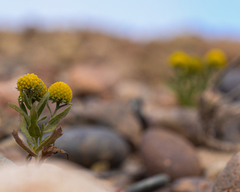 Helenium atacamense