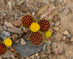 Helenium atacamense