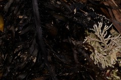 Amphiroa anceps