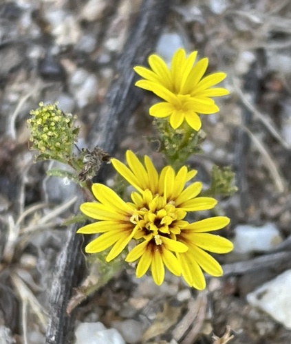 Lessingia pectinata var. pectinata