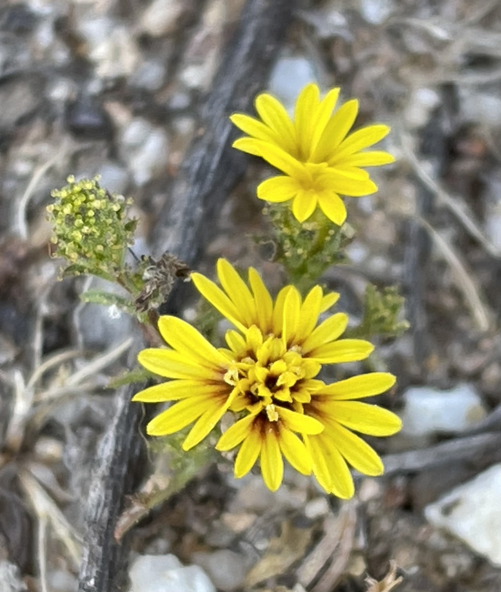 Lessingia pectinata var. pectinata