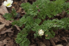 Callianthemum sajanense