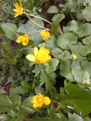Ficaria verna