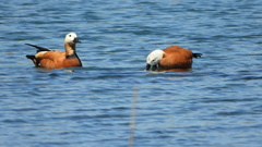 Tadorna ferruginea