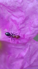 Camponotus ruber