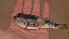 Marilyna pleurosticta