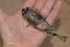 Marilyna pleurosticta