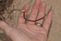 Diopatra dentata