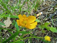 Ranunculus cassubicus