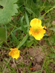Ranunculus cassubicus