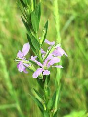 Lythrum alatum lanceolatum