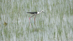 Himantopus himantopus