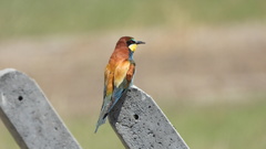 Merops apiaster